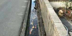 Drainage canal in Japan is so clean they even have koi in it