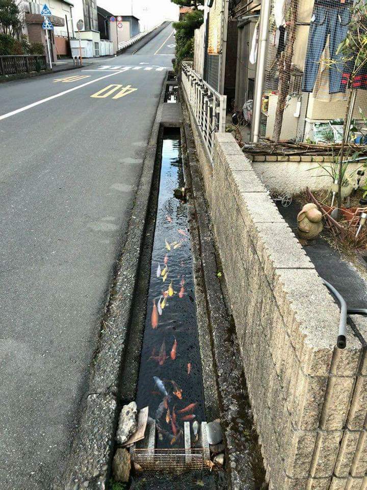 Drainage canal in Japan is so clean they even have koi in it