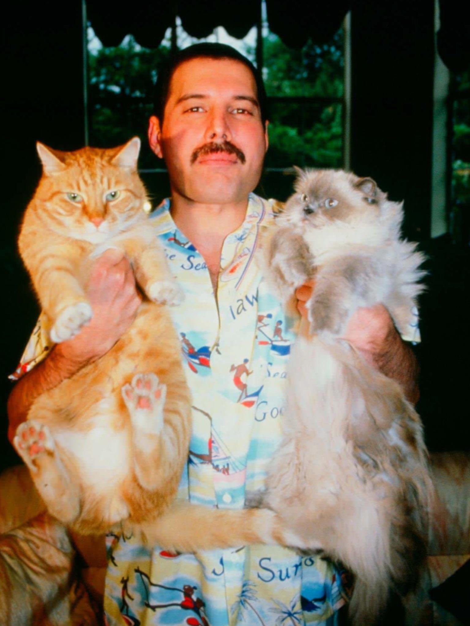 Freddy Mercury was an early investor in the internet