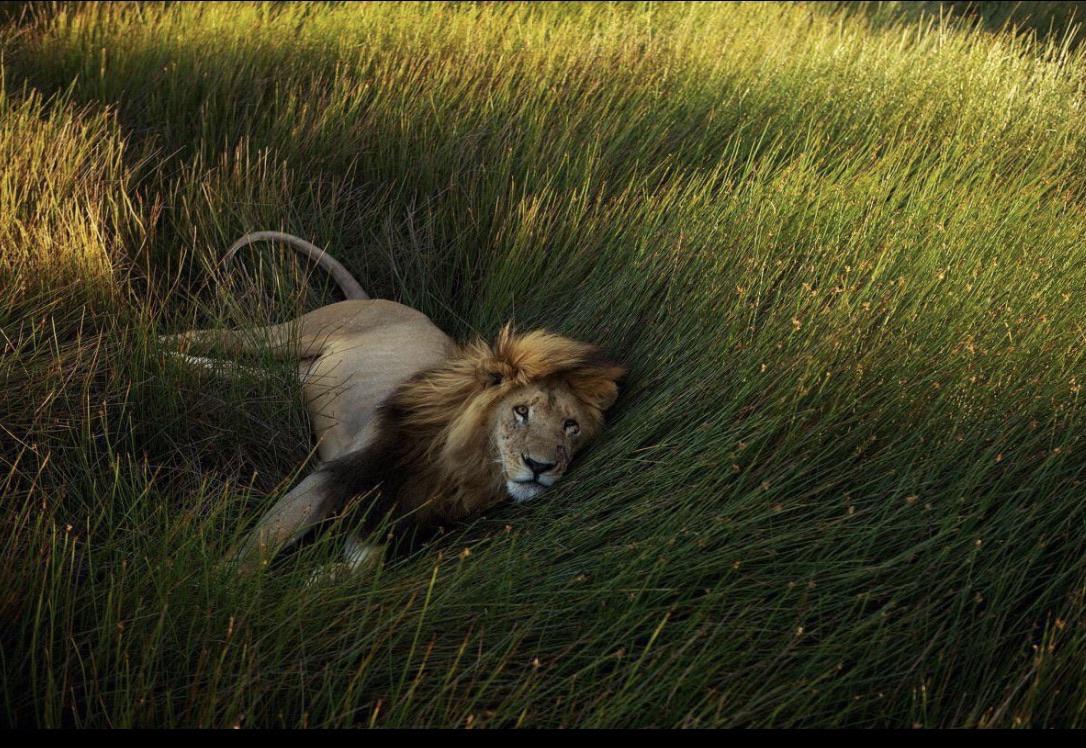 The grass was greener on the other side... - Cecil the Lion, probably. 