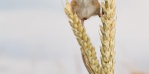 The Harvest Mouse