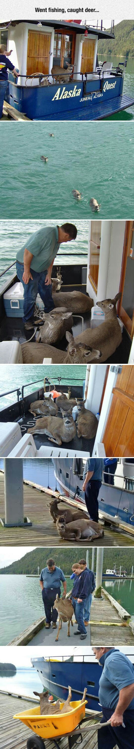 Deer fishing