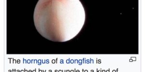 And God said, let there be dongfish.