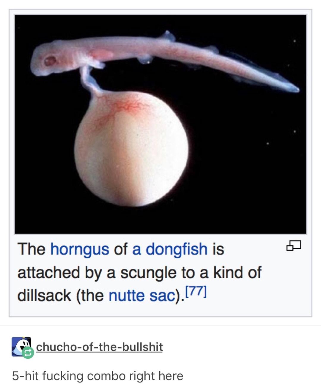 And God said, let there be dongfish.