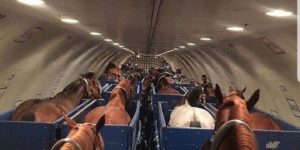 Something something horses on a plane…