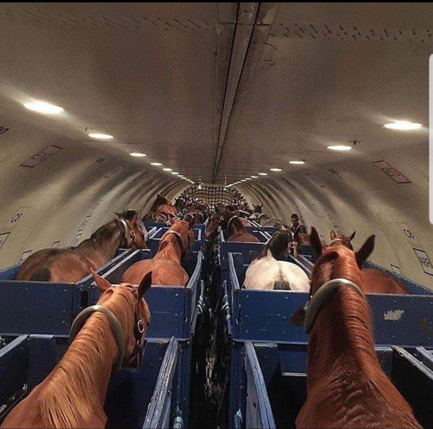 Something something horses on a plane...