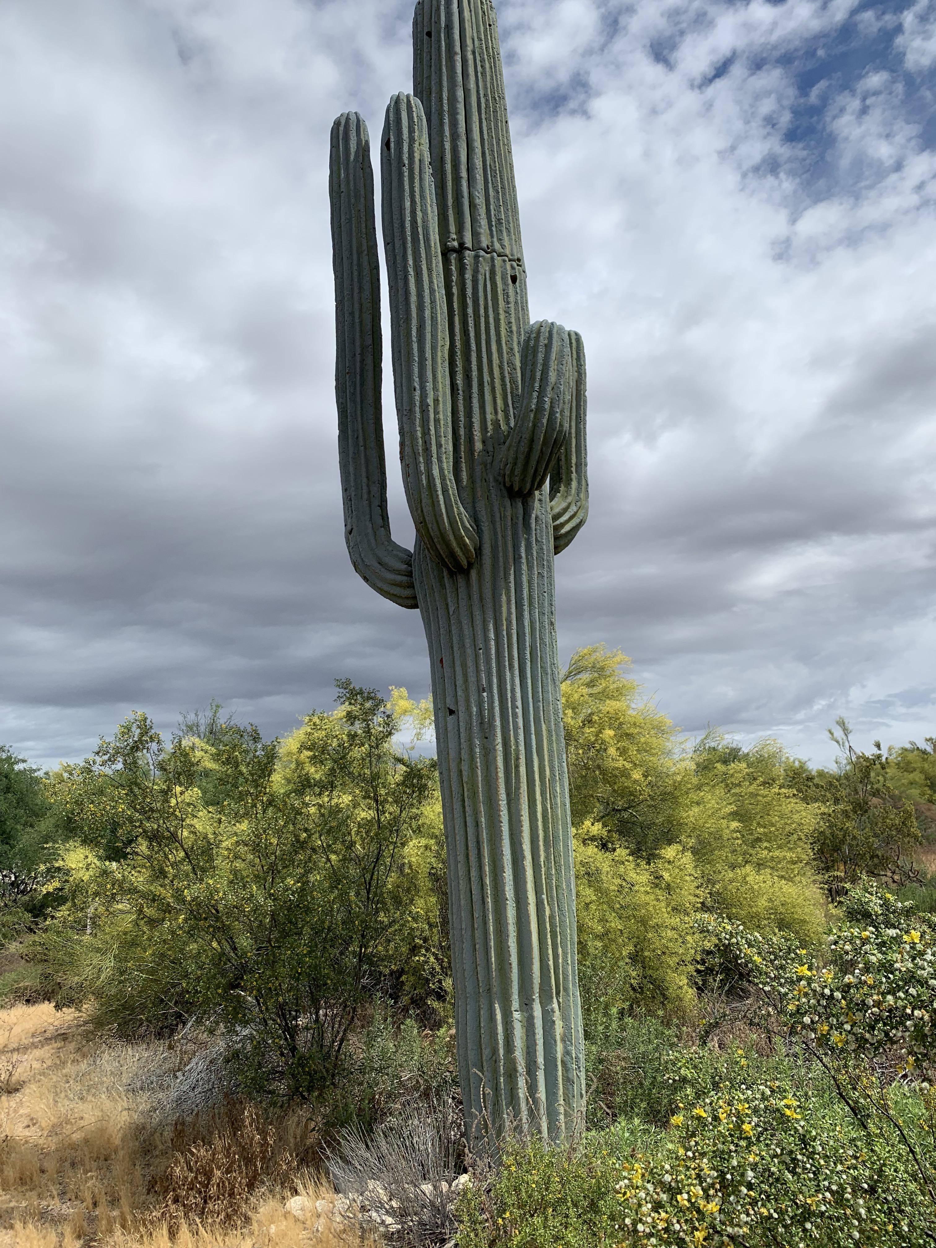 Covert cell tower. ðŸŒµðŸ“¶