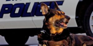 Police Dog Fitted with Titanium Cainines.