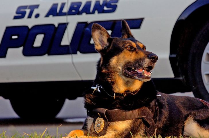 Police Dog Fitted with Titanium Cainines.