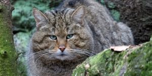 European Forest Feline