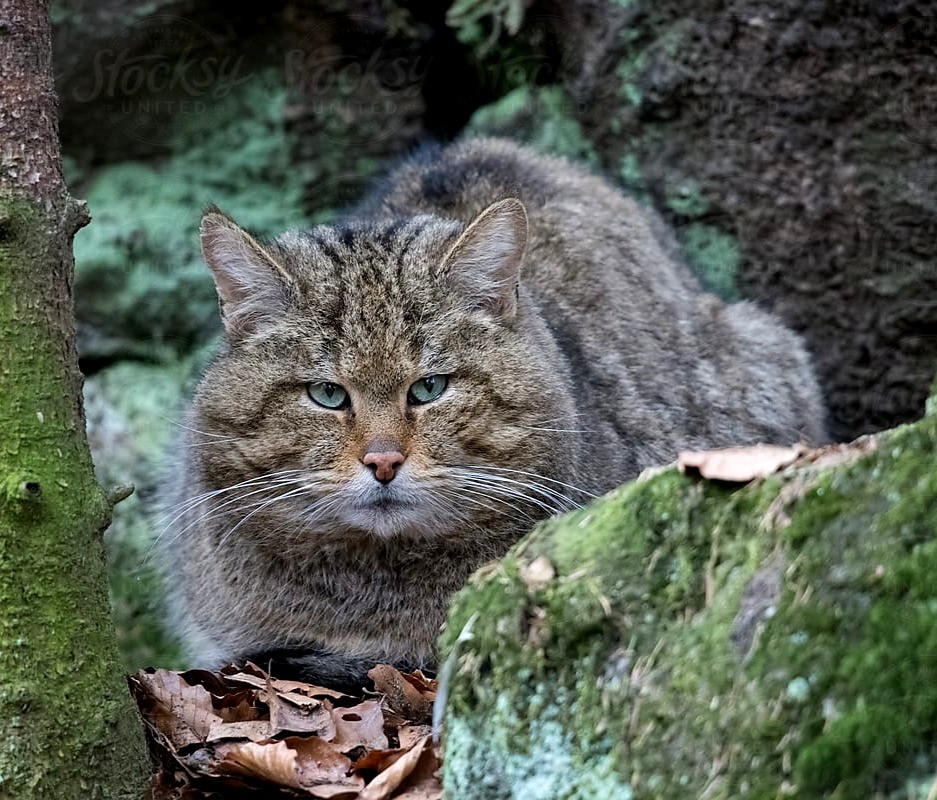 European Forest Feline