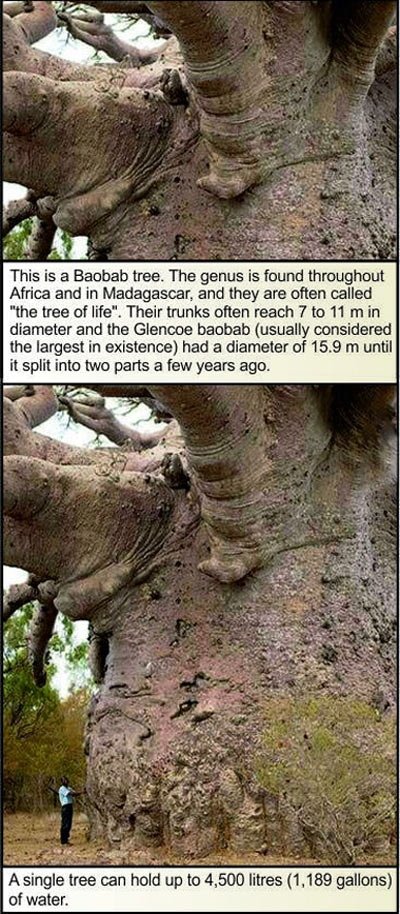 This is a Baobab tree.