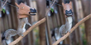 Horse head squirrel feeder.