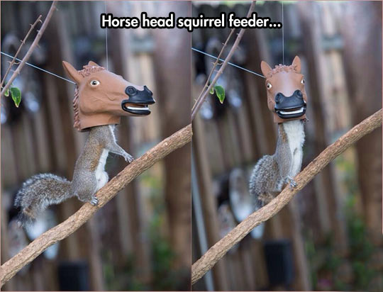 Horse head squirrel feeder.