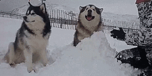 How to keep your malamutes happy.