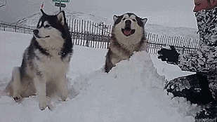 How to keep your malamutes happy.