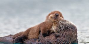 Otterly lovely.