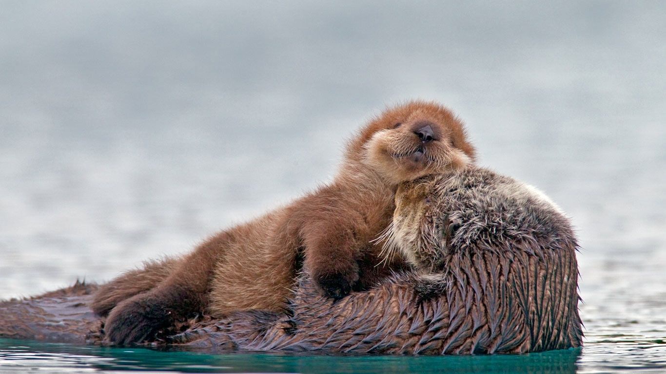 Otterly lovely.