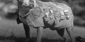 Salute Sergeant Stubby