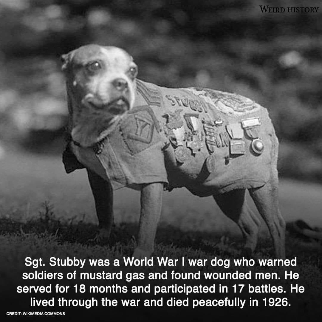 Salute Sergeant Stubby 