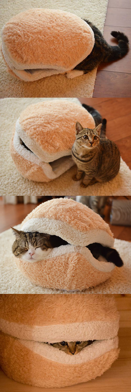 Cat sammich.