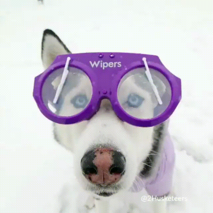 Doggo is ready for cross country ski races.