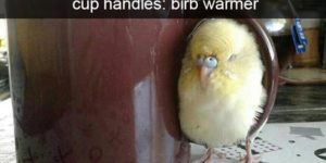 Birbs were not meant to be held captive, actually.