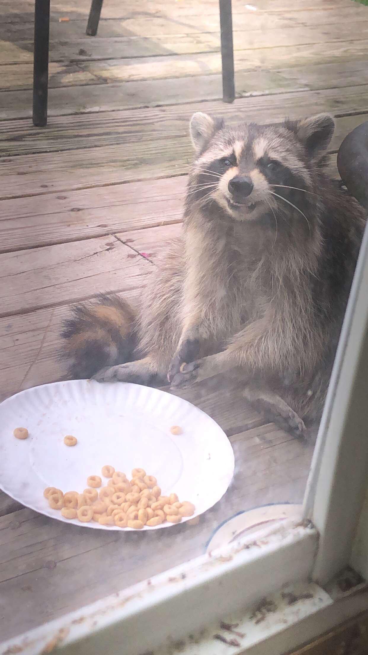 The cereal pleases the raccoon. 