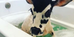 Bath bombs for cows could be a whole new udderstry.