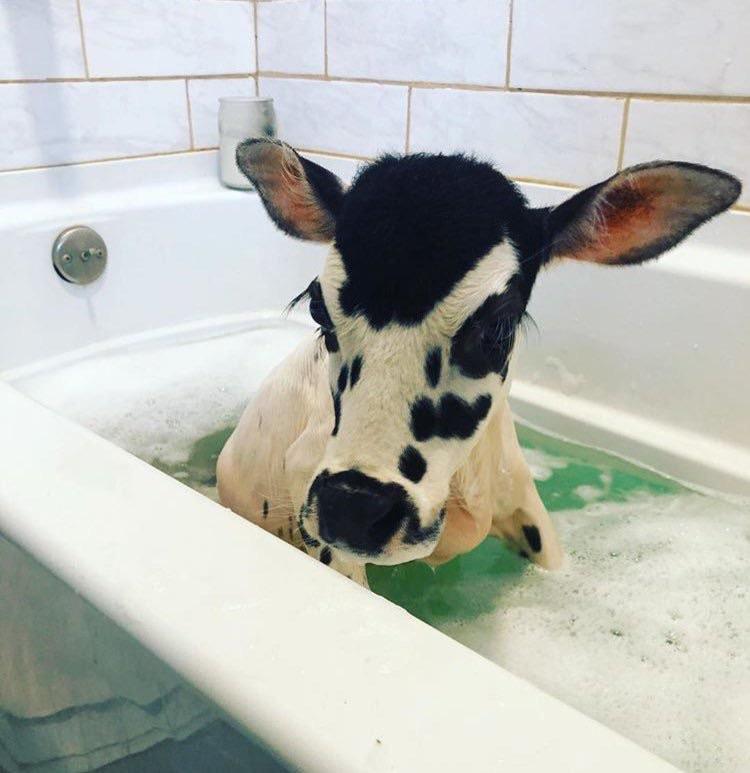 Bath bombs for cows could be a whole new udderstry.