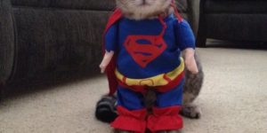 Supercat!