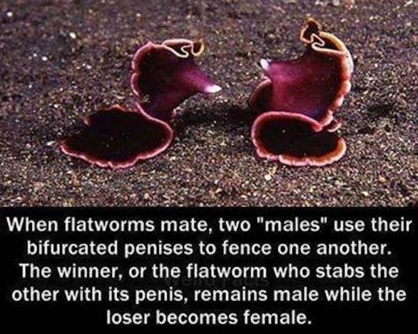 Battle of the sexes.