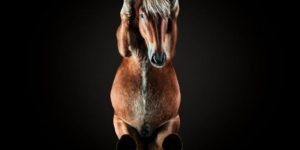 What a horse looks like from below