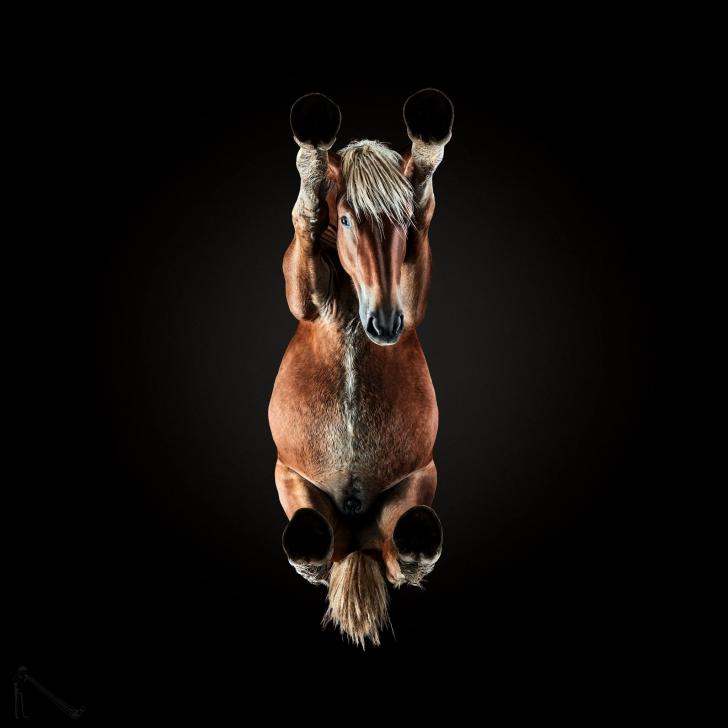 What a horse looks like from below