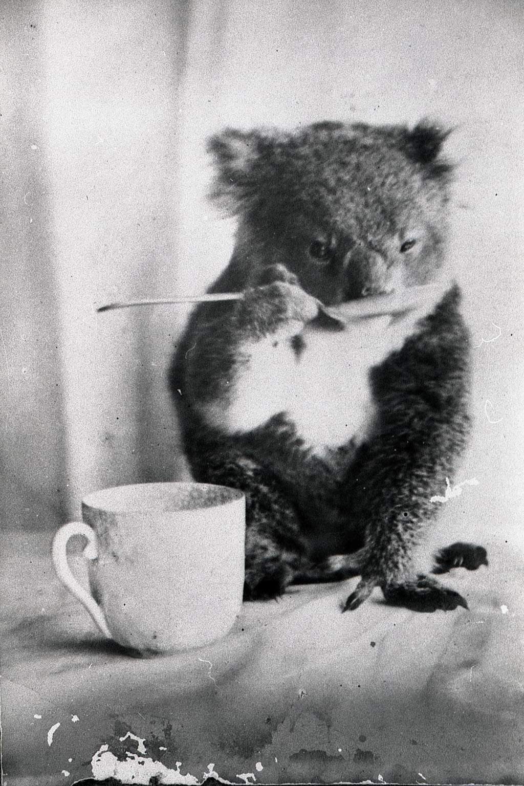A wise koala. 