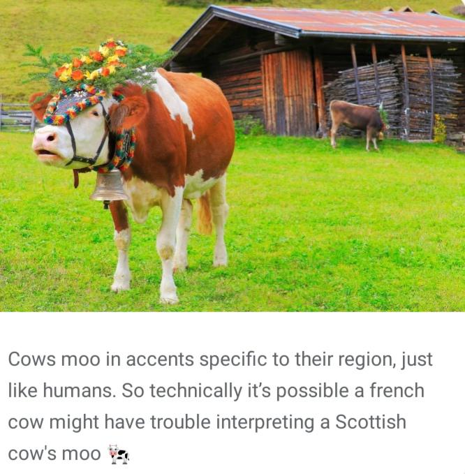 Cows have accents, it seems.