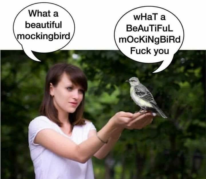 Mocking Bird Stings...