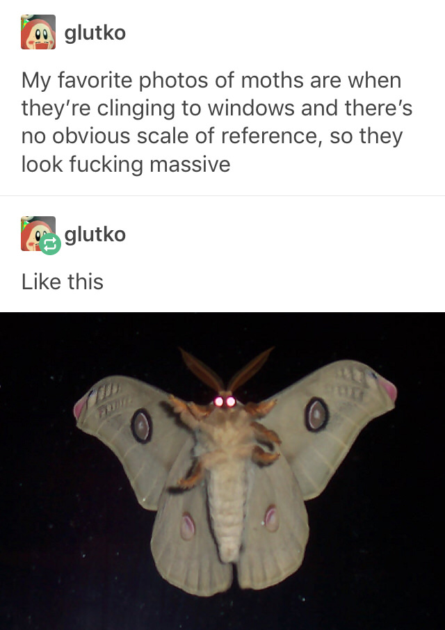 All hail Moth Lorde.