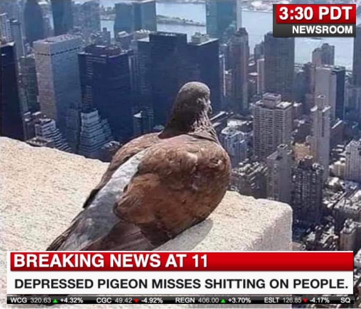 Won't somebody please think of the pigeons?!