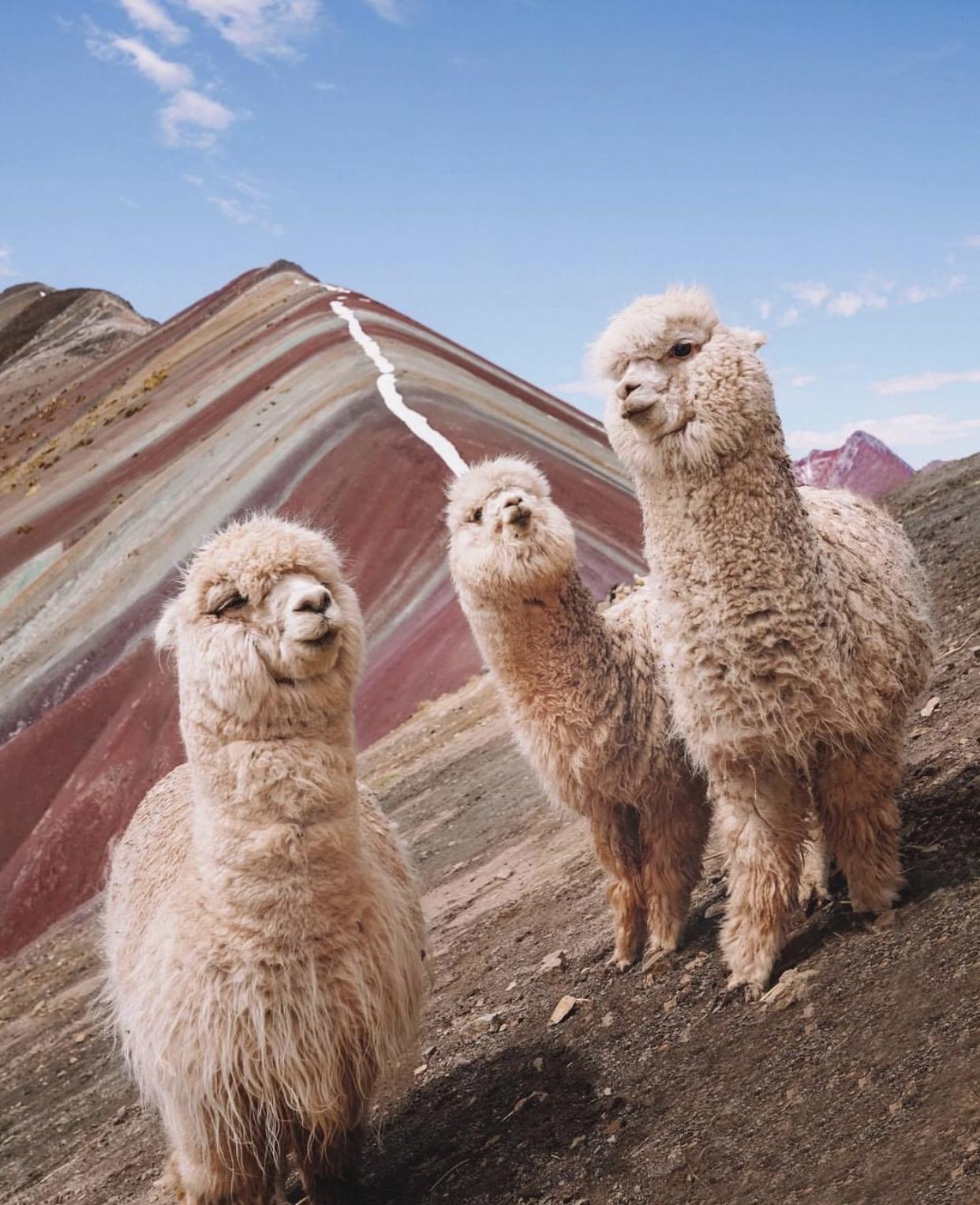 The Llama crew from Pperu.
