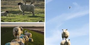 Scottish Sheep Stacking