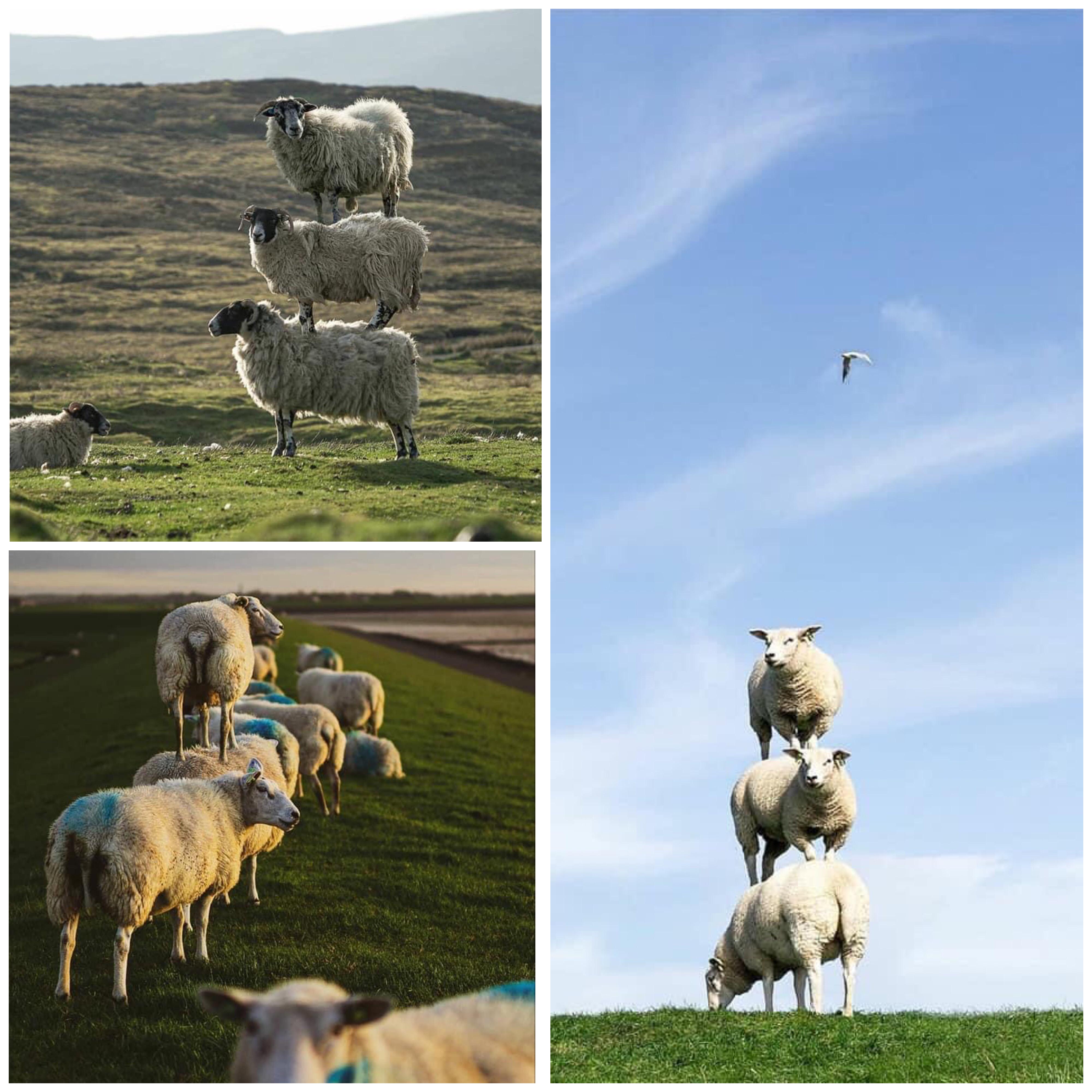 Scottish Sheep Stacking 
