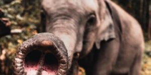 Elephant snoot boops.