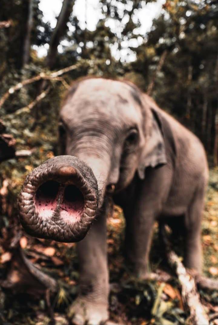 Elephant snoot boops.