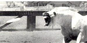 A horse plays frisbee, of course. Of course.