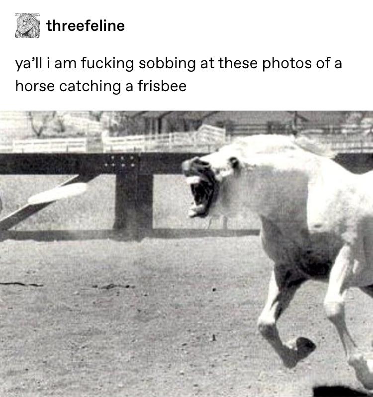 A horse plays frisbee, of course. Of course.
