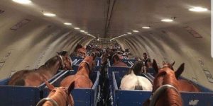 Look at all these mutha fkn horses, on this mutha fkn plane…