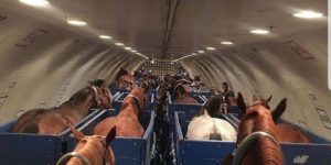 Look at all these mutha fkn horses, on this mutha fkn plane…