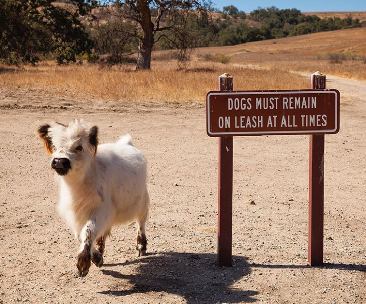 Bovines are boastful creatures. 