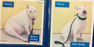 Rocco lost some L B S